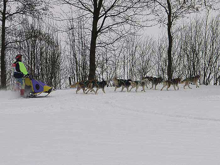 2003 schlittenhunde017.jpg